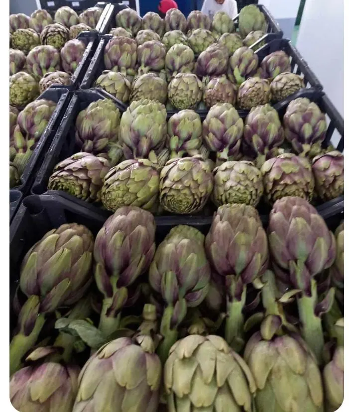 Fresh Artichokes