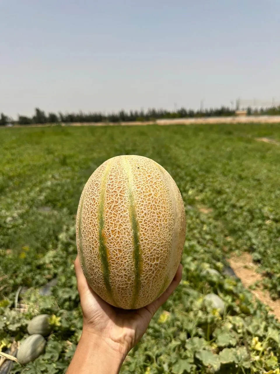 Cantaloupes