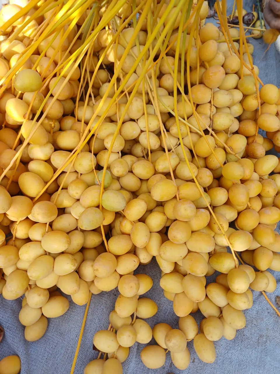 Barhi Dates