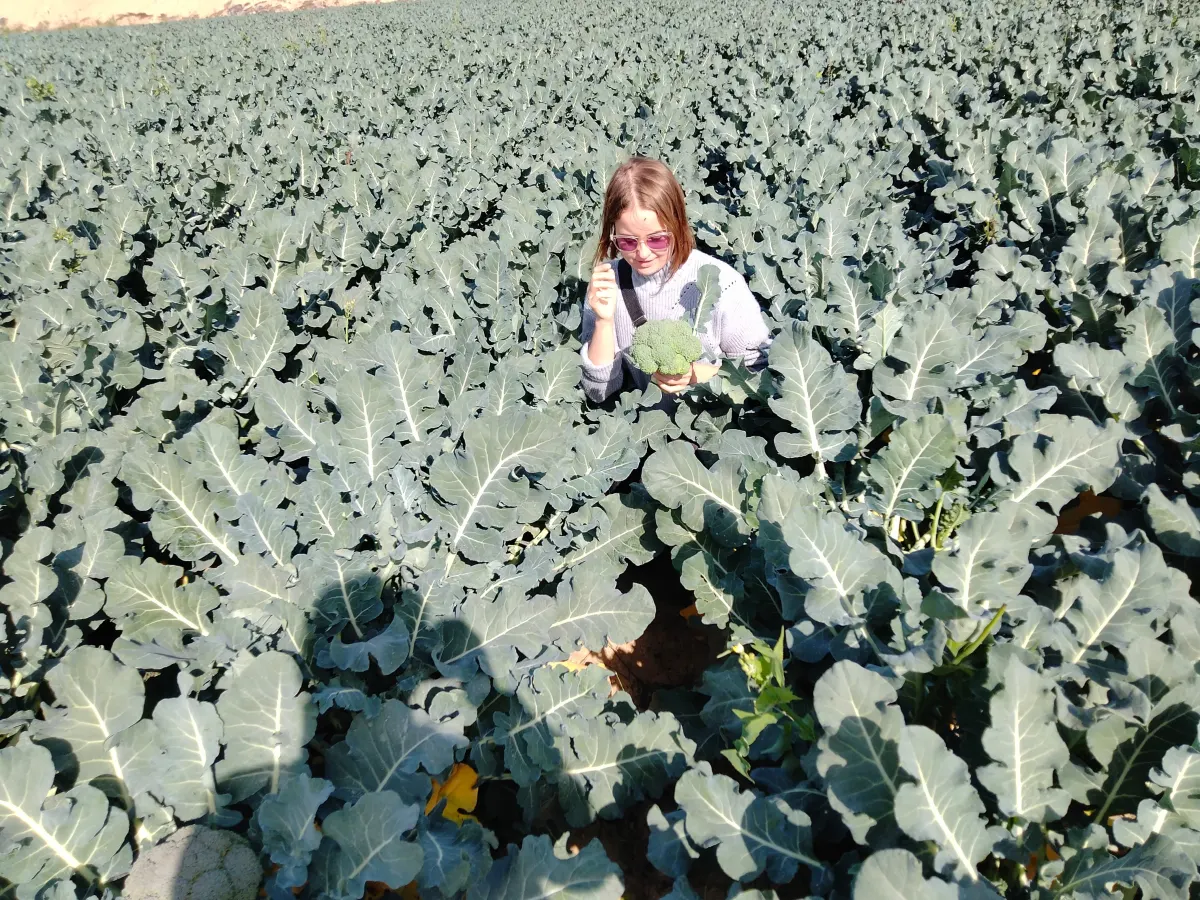 Fresh Broccoli