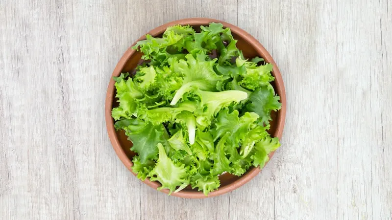 Iceberg Lettuce