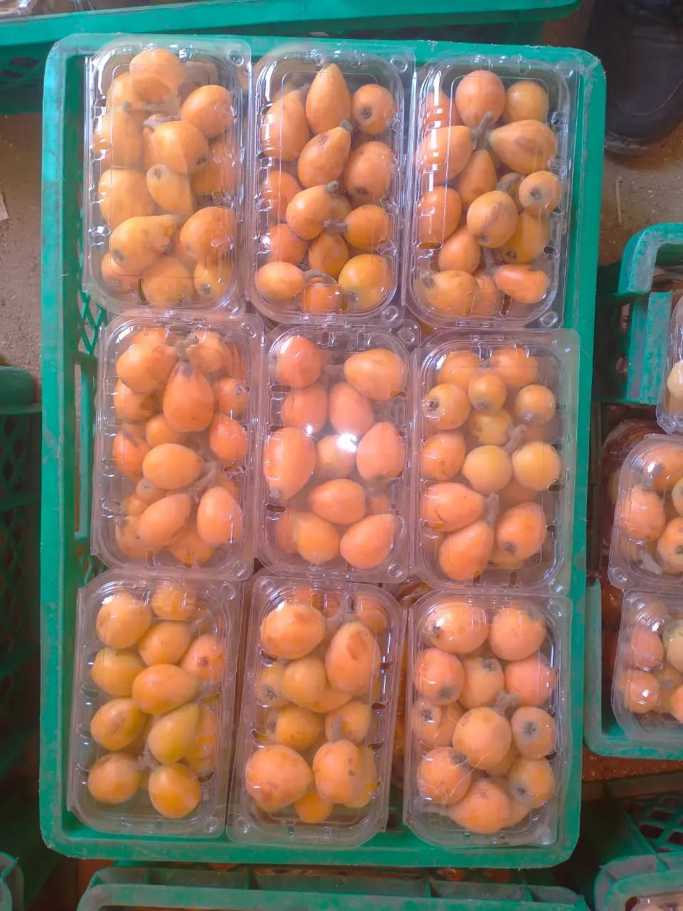 Fresh Kumquats