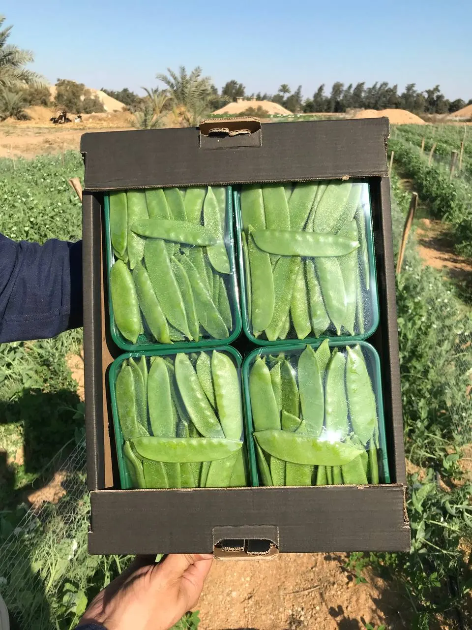 Mangetout & Peas