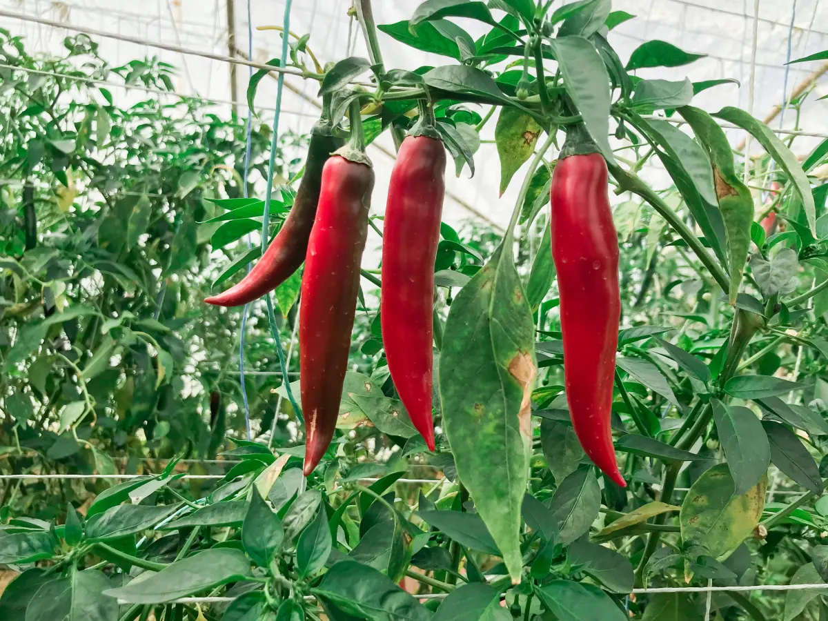 Hot Peppers