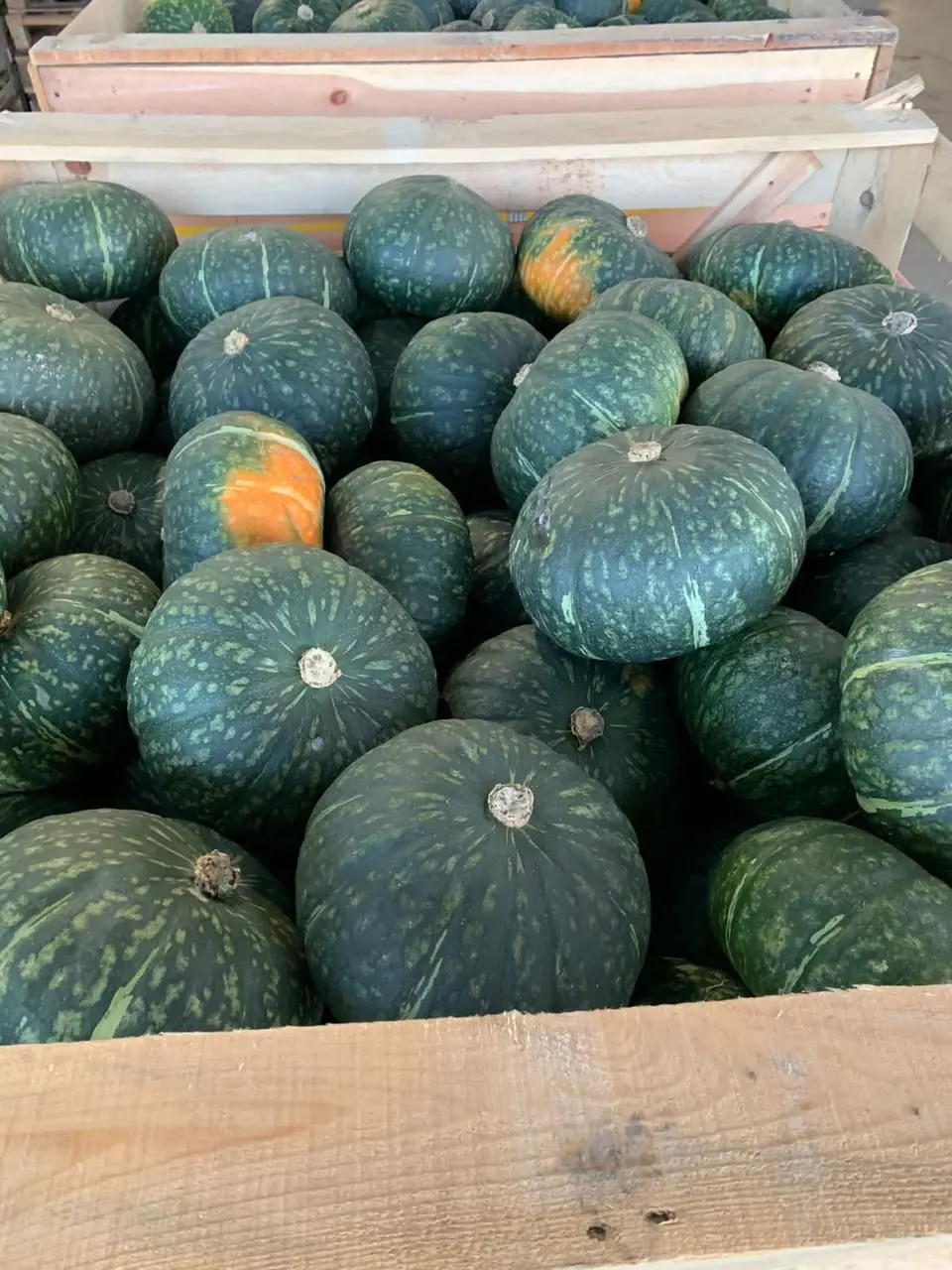 Winter Squash