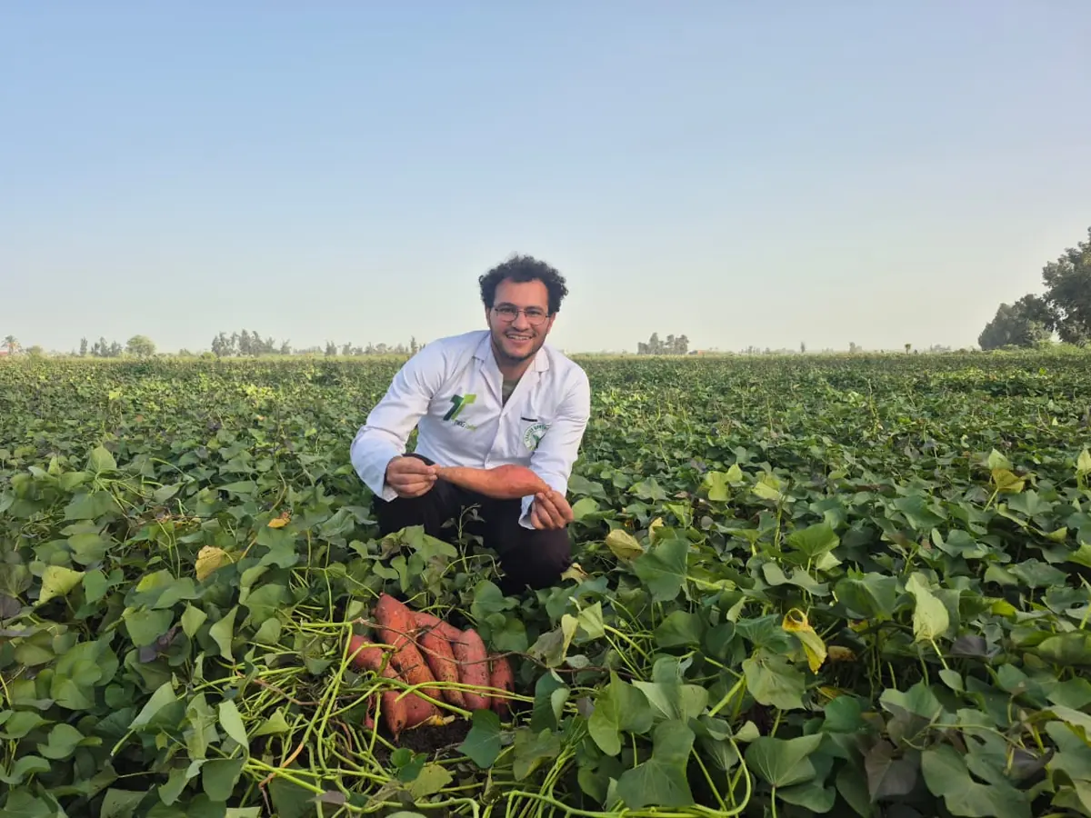 TWIG Trading sweet potato harvest in the field